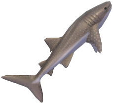 Whale Shark