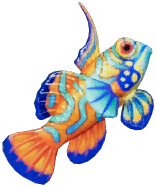 Mandarin Fish