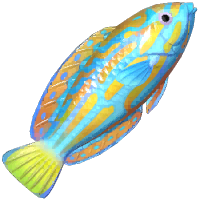Blue-and-Yellow Wrasse