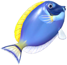 White-Faced Surgeonfish