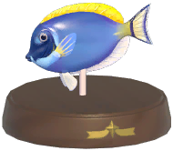 Certified Mark (White-Faced Surgeonfish)