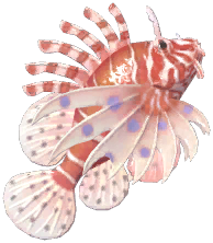 Lionfish