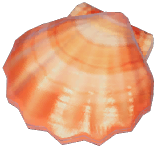 Scallop