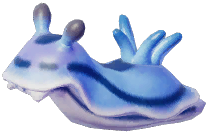 Sea Slug