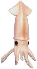 Japanese Flying Squid