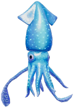 Firefly Squid