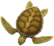 Flatback Turtle