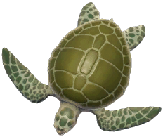 Olive Ridley Turtle