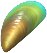 Mussel