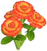 Orange Carnation