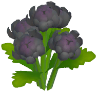 Black Chrysanthemum