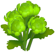 Green Chrysanthemum