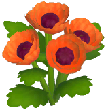 Orange Corn Poppy