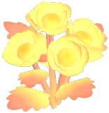 Sunglow Corn Poppy
