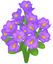 Purple Winter Jasmine