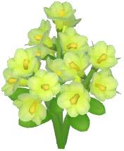Green Winter Jasmine