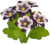 Black Columbine
