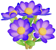 Purple Wynberg Conebush