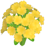 Yellow Baby's Breath