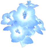 Selene Hibiscus