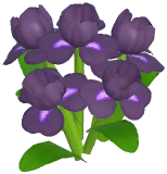 Black Iris