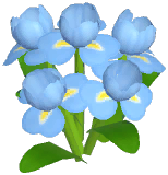 Blue Iris