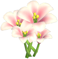 Pink Lily