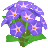 Purple Morning Glory
