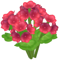Red Cranesbill