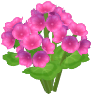 Peach Cranesbill