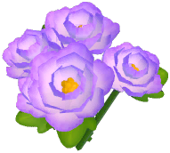 Purple Peony