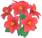 Red Poinsettia