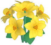 Yellow Poinsettia