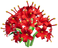 Red Spider Lily