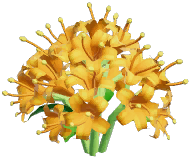 Yellow Spider Lily