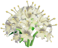 White Spider Lily