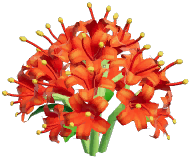 Orange Spider Lily