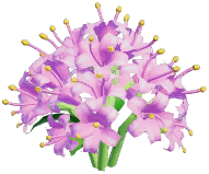 Pink Spider Lily