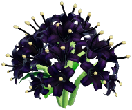 Black Spider Lily