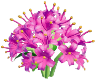 Peach Spider Lily