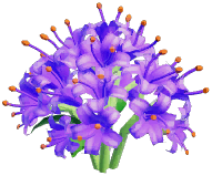 Purple Spider Lily
