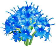 Blue Spider Lily