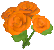 Orange Rose