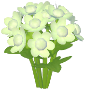 White Masterwort