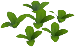 Black Carnation Plant