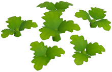 Green Chrysanthemum Plant