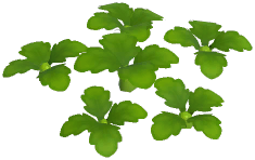Black Corn Poppy Plant