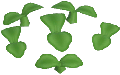 Green Daisy Plant