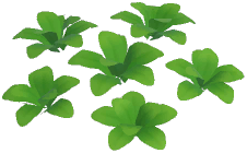 Black Lewisia Plant