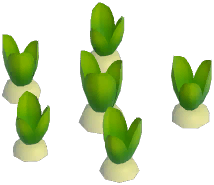 Blue Hyacinth Plant
